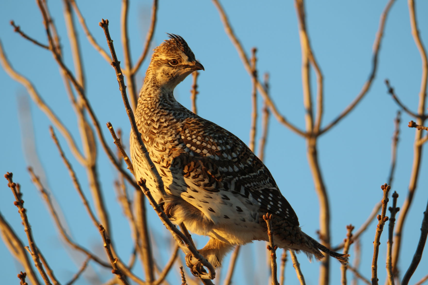 Sharptail Grouse